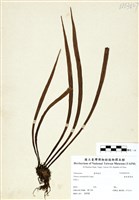 藏品(廣葉書帶蕨)的圖片